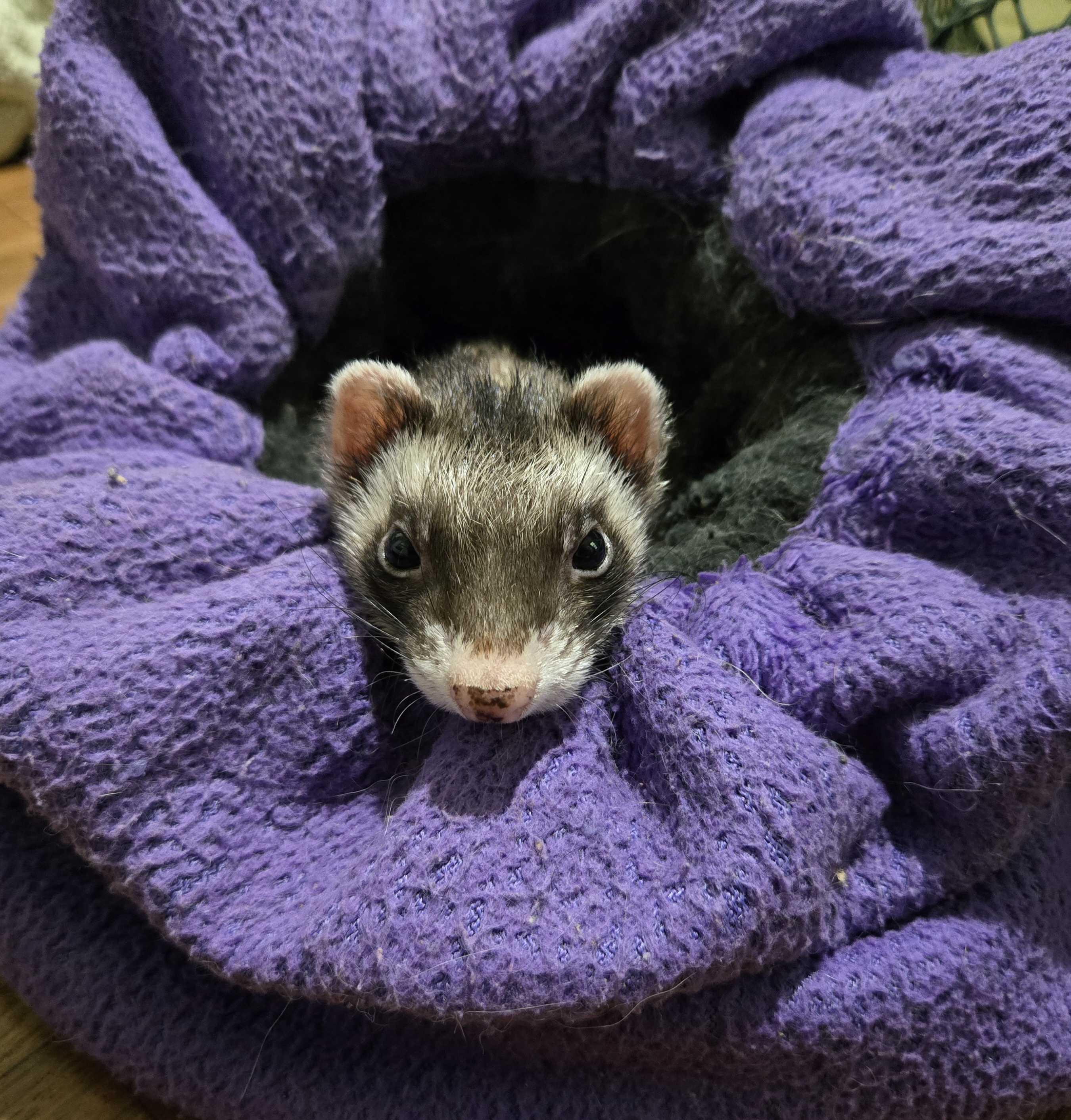 Gabe, ADOPTABLE, Senior Male Ferret.