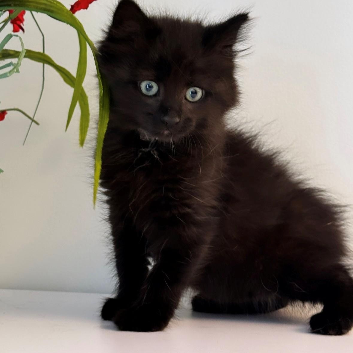 Medusa, ADOPTABLE, Kitten Female Domestic Long Hair.
