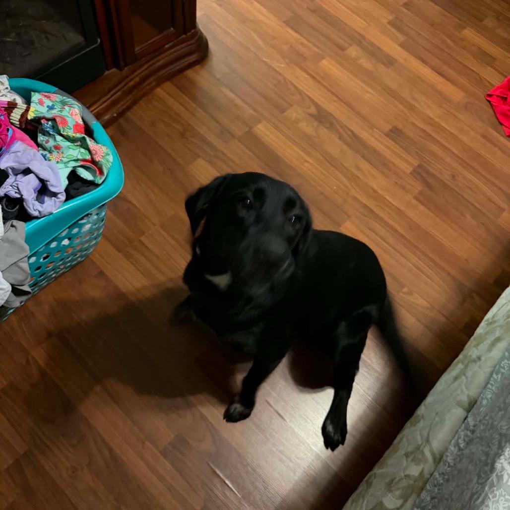Ace, Adoptable, Young Female Black Labrador Retriever.