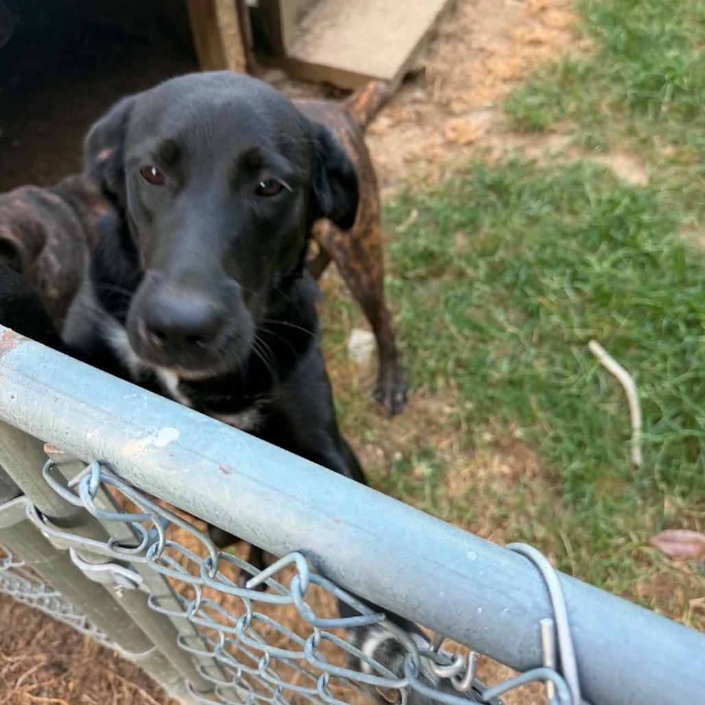Enlarge Ace, a Adoptable Black Labrador Retriever in Hohenwald, TN image 2/4