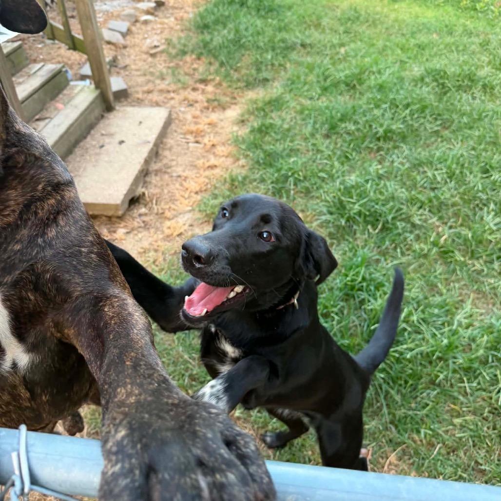 Enlarge Ace, a Adoptable Black Labrador Retriever in Hohenwald, TN image 3/4