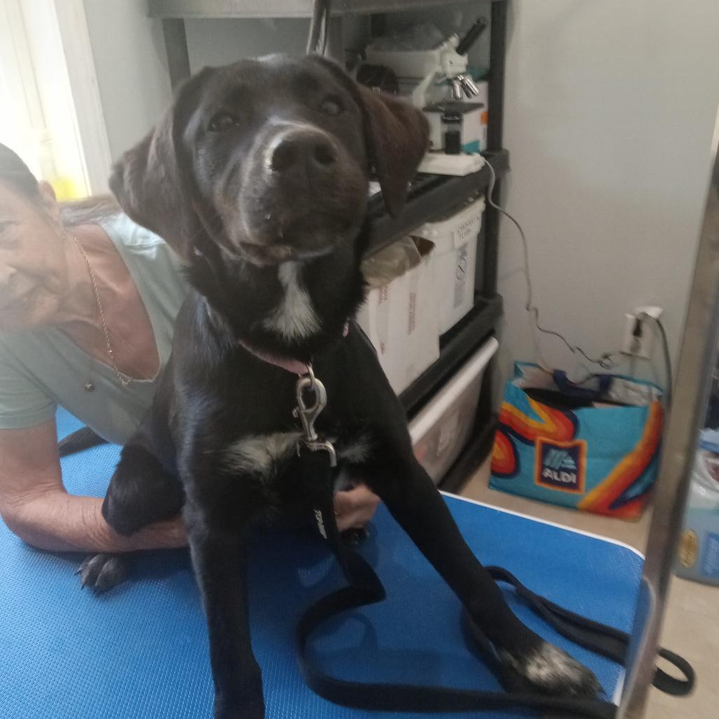 Ace, Adoptable, Young Female Black Labrador Retriever.