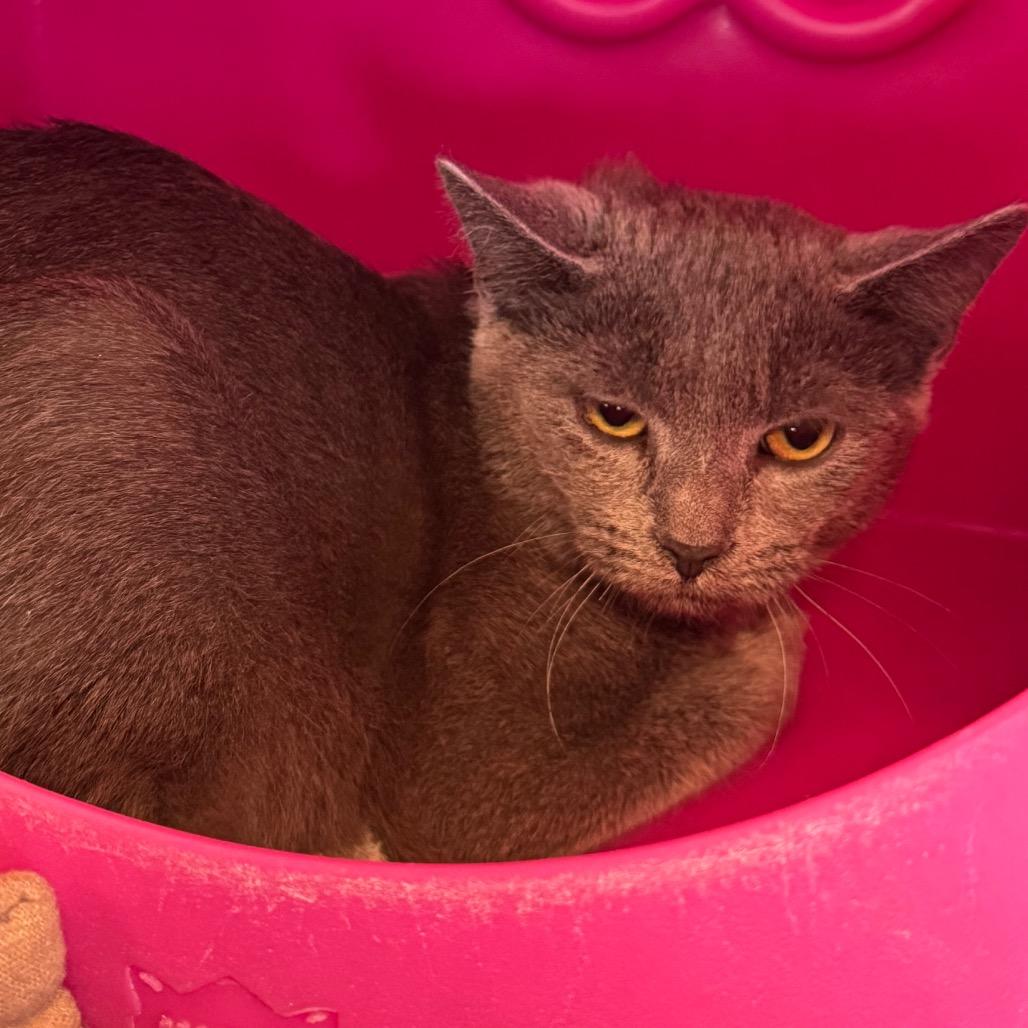 Enlarge Raz, a Adoptable Domestic Short Hair in Waukesha, WI image 1/1