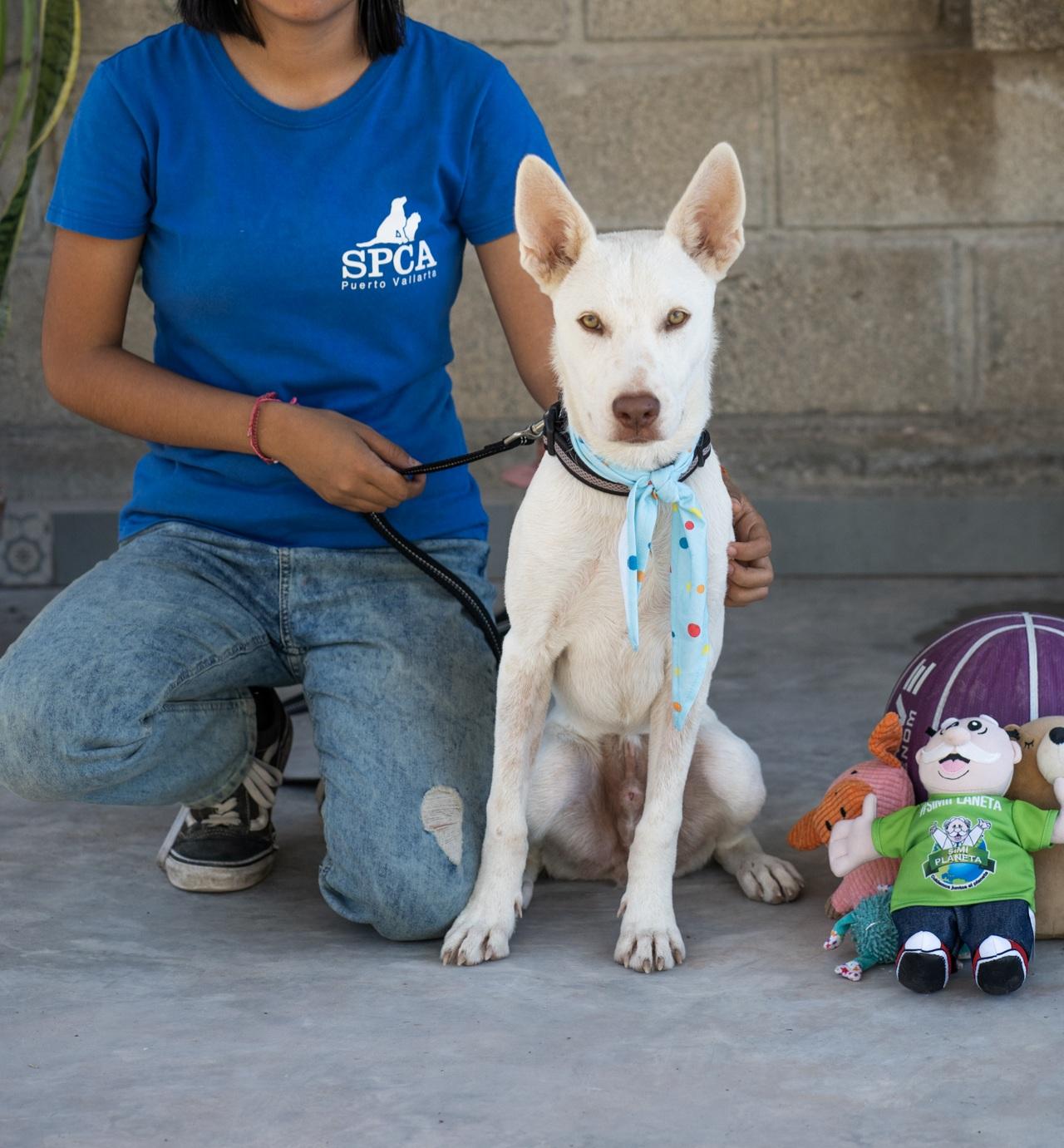 Palomo, a Adoptable mixed breed in Victoria, BC image 3/4