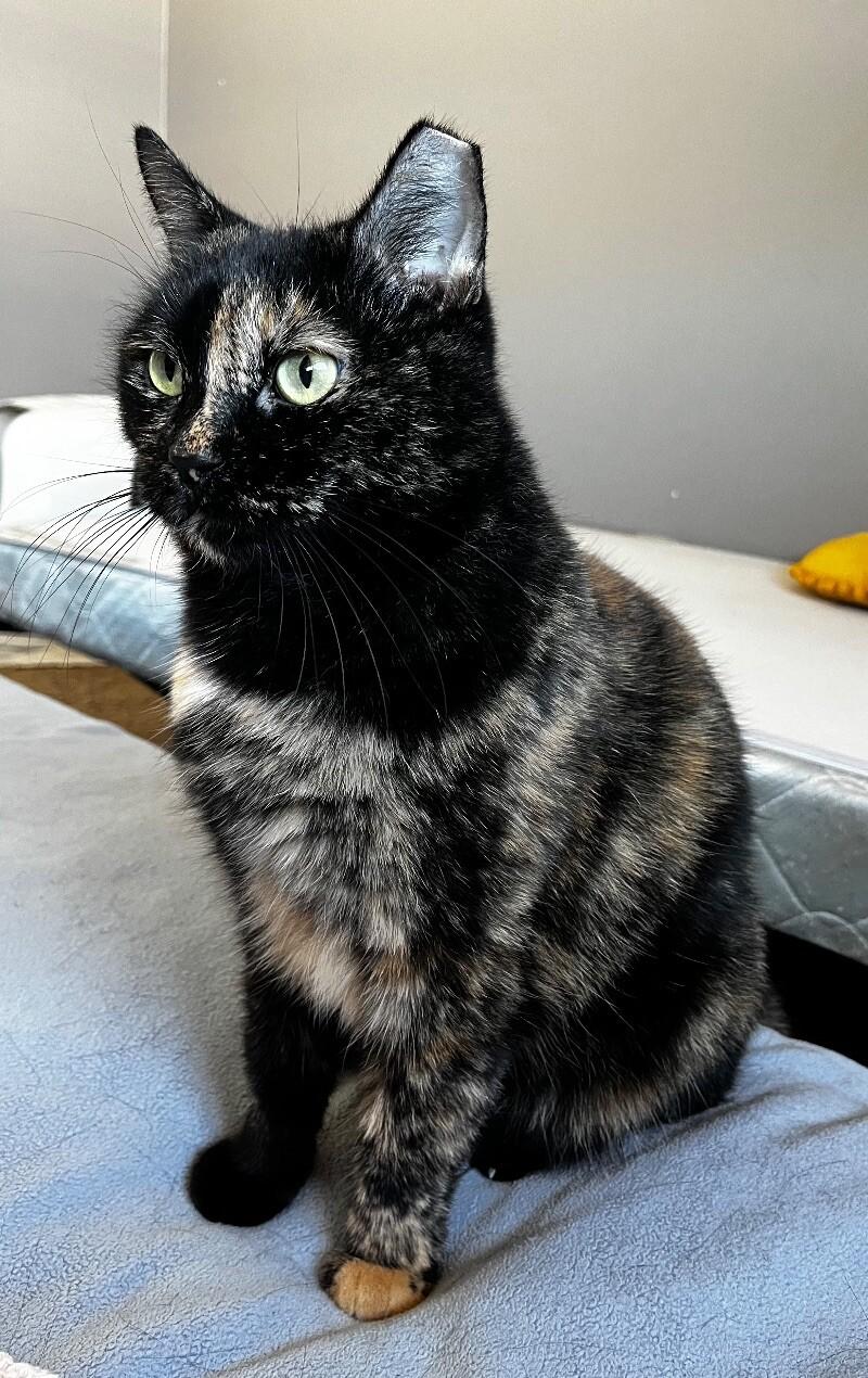 Enlarge Pumpkin, a Adoptable mixed breed in Anthem, AZ image 1/4