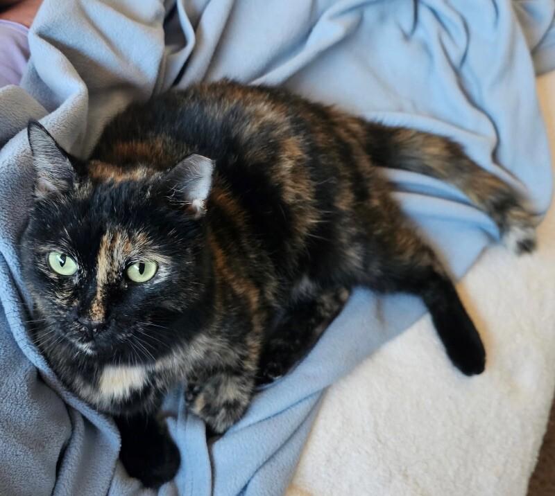 Enlarge Pumpkin, a Adoptable mixed breed in Anthem, AZ image 2/4