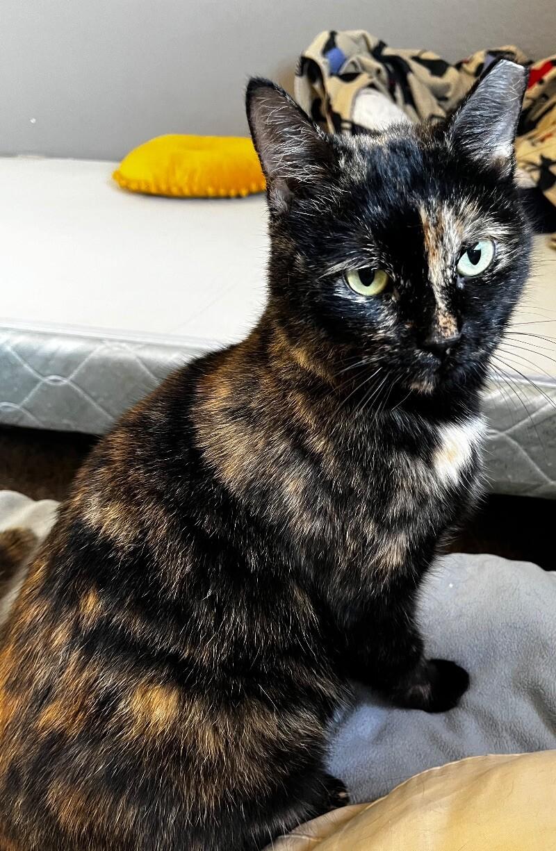 Enlarge Pumpkin, a Adoptable mixed breed in Anthem, AZ image 3/4