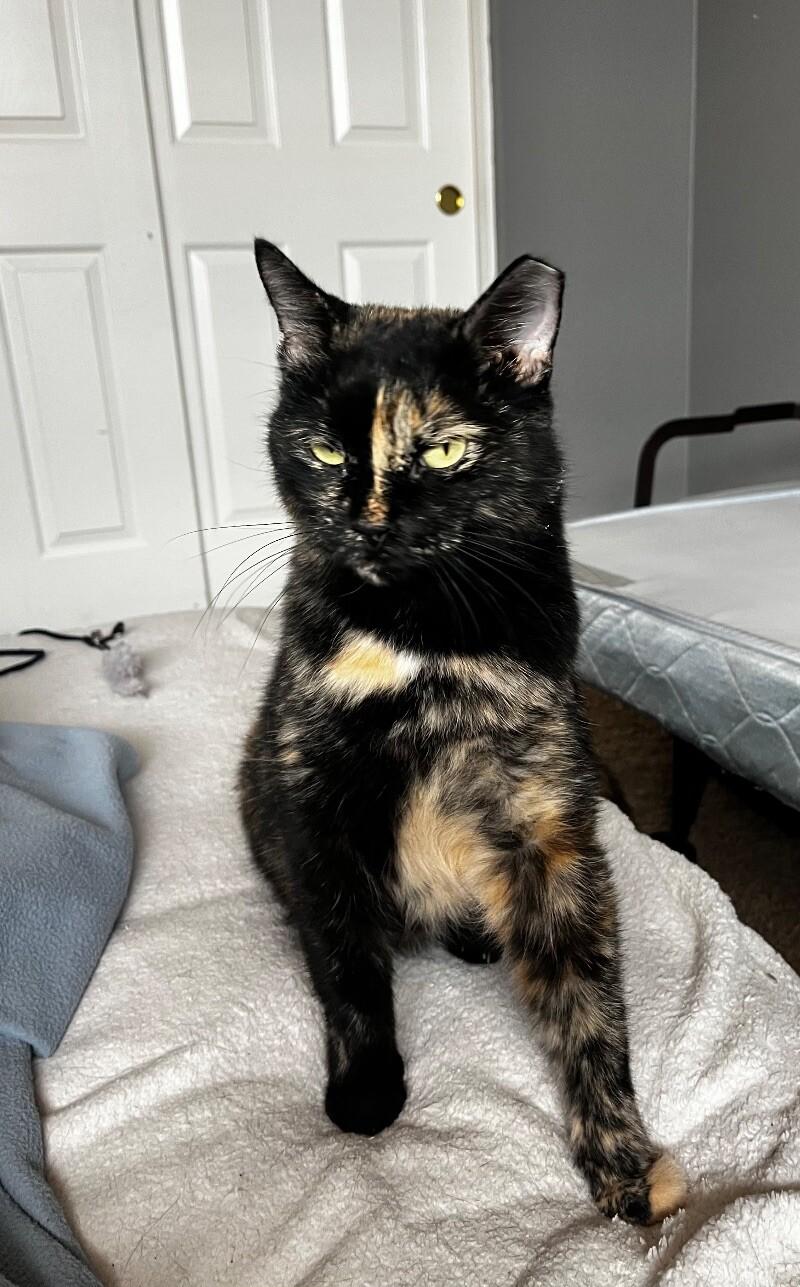 Enlarge Pumpkin, a Adoptable mixed breed in Anthem, AZ image 4/4