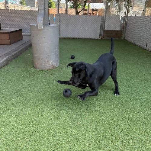 Flint, Adoptable, Puppy Male Black Labrador Retriever & Mixed Breed.