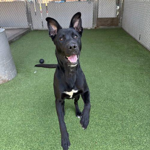 Flint, a Adoptable mixed breed in Vancouver, WA image 2/5