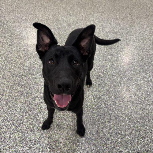 Flint, a Adoptable mixed breed in Vancouver, WA image 3/5