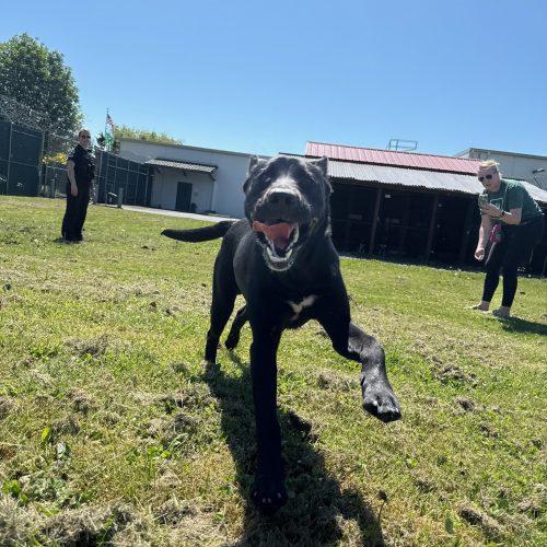 Flint, a Adoptable mixed breed in Vancouver, WA image 4/5