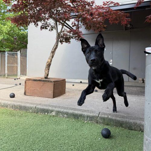 Flint, a Adoptable mixed breed in Vancouver, WA image 5/5