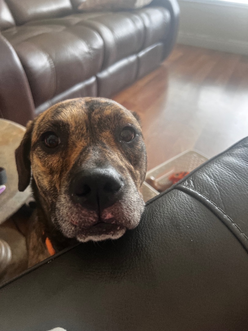 Sofia, Adopted, Young Female Mixed Breed.