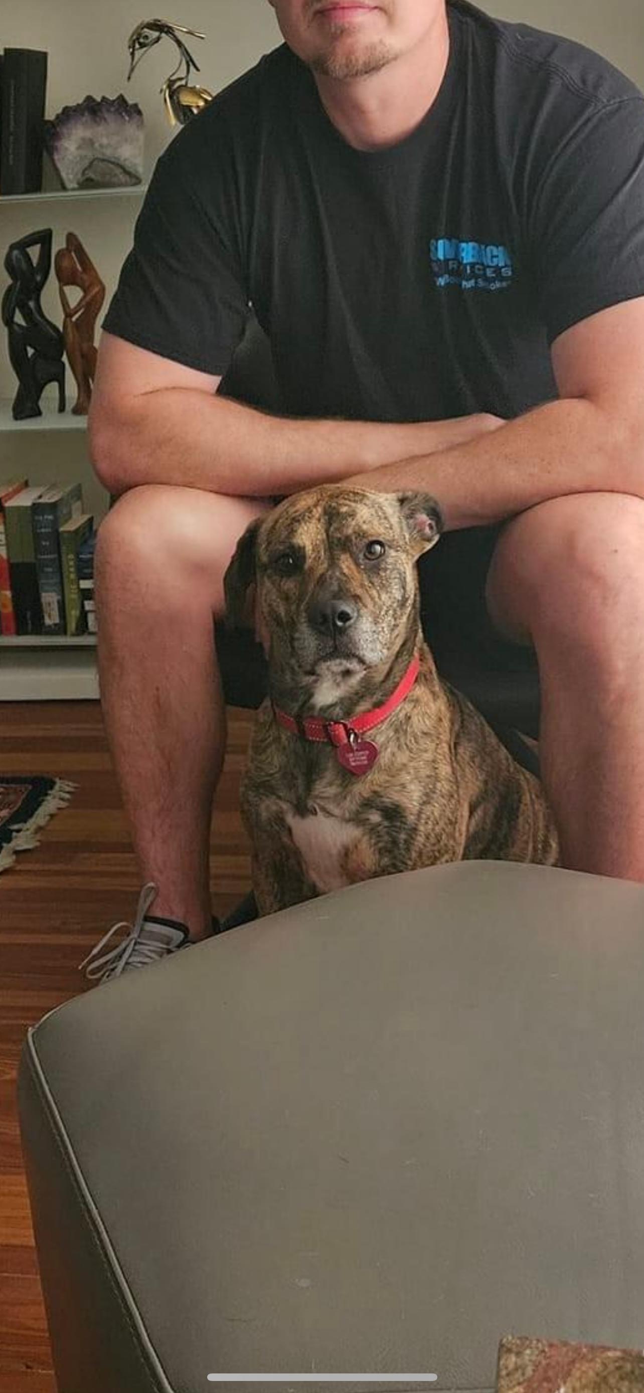 Sofia, a Adopted mixed breed in Coral Springs, FL image 2/3