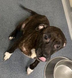 DI 84 Gina, Adoptable, Adult Female Pit Bull Terrier.