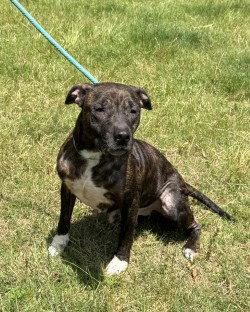 DI 84 Gina HHS RRP, Adoptable, Adult Female Pit Bull Terrier.