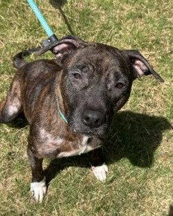 DI 84 Gina, a Adoptable Pit Bull Terrier in Glen Allen, VA image 2/3
