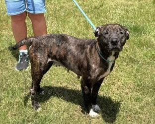 DI 84 Gina, a Adoptable Pit Bull Terrier in Glen Allen, VA image 3/3