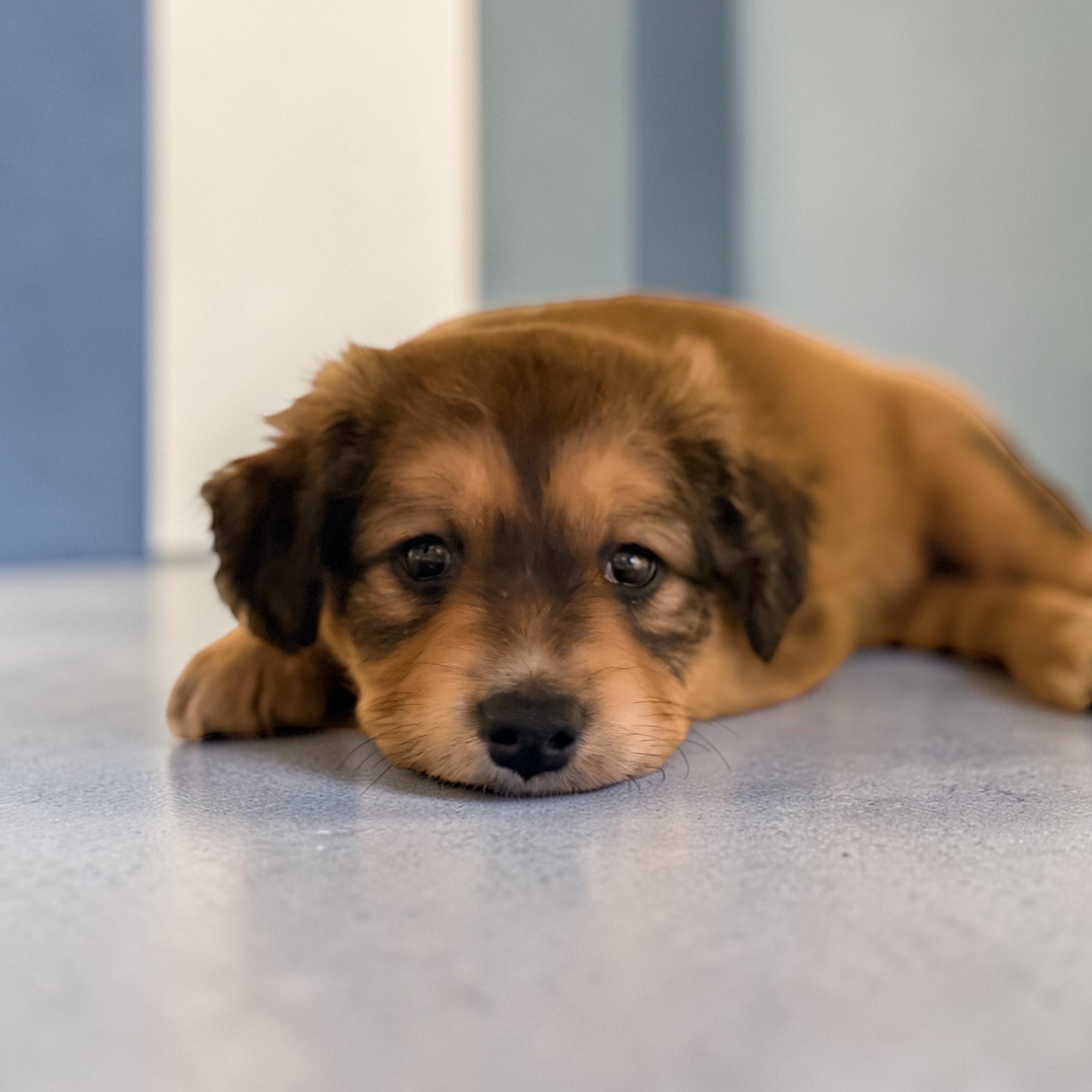 Sage — thumbnail 2