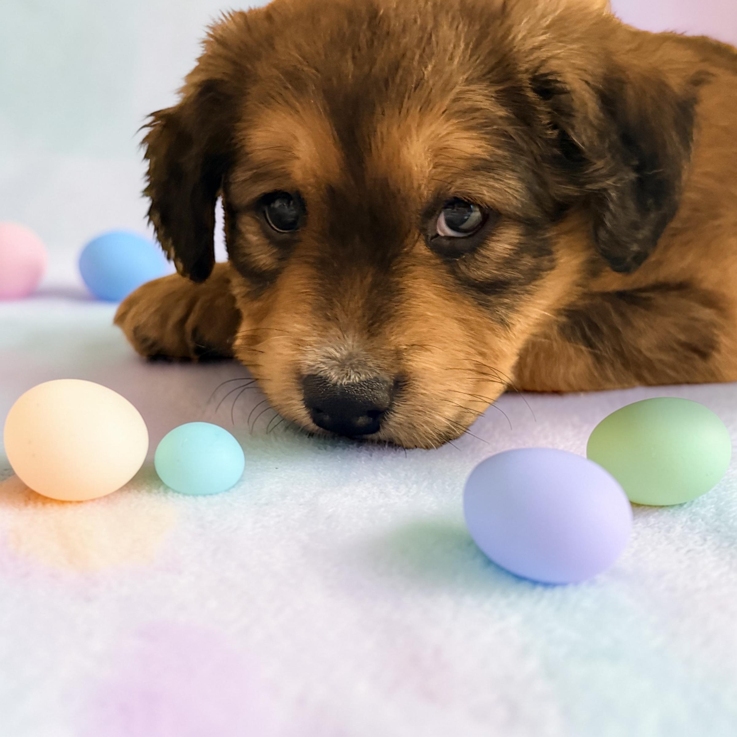 Sage — thumbnail 3