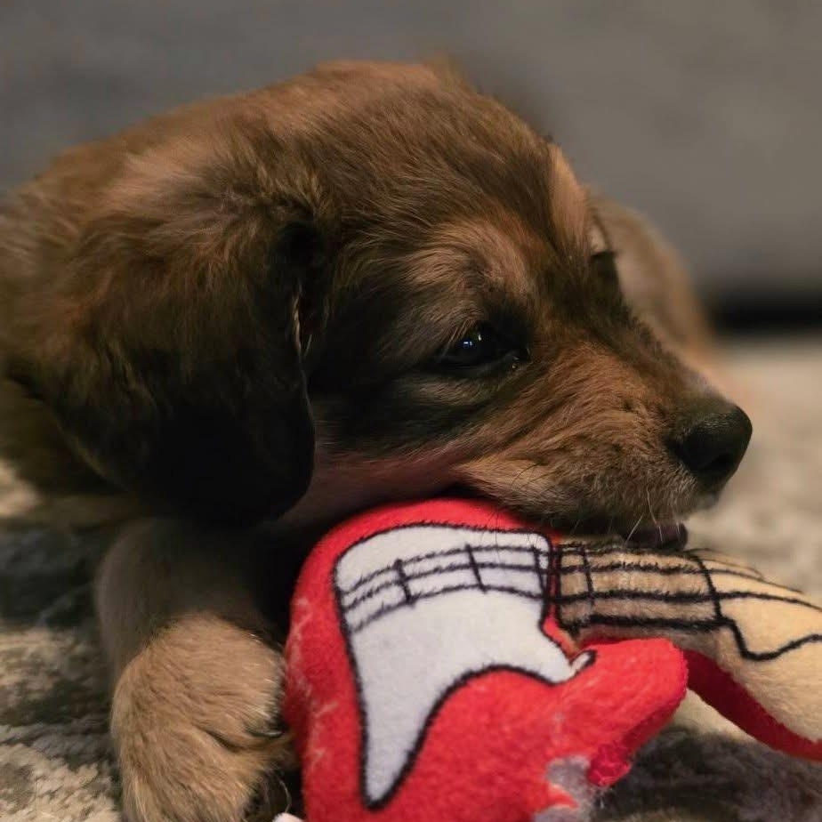 Sage — thumbnail 4