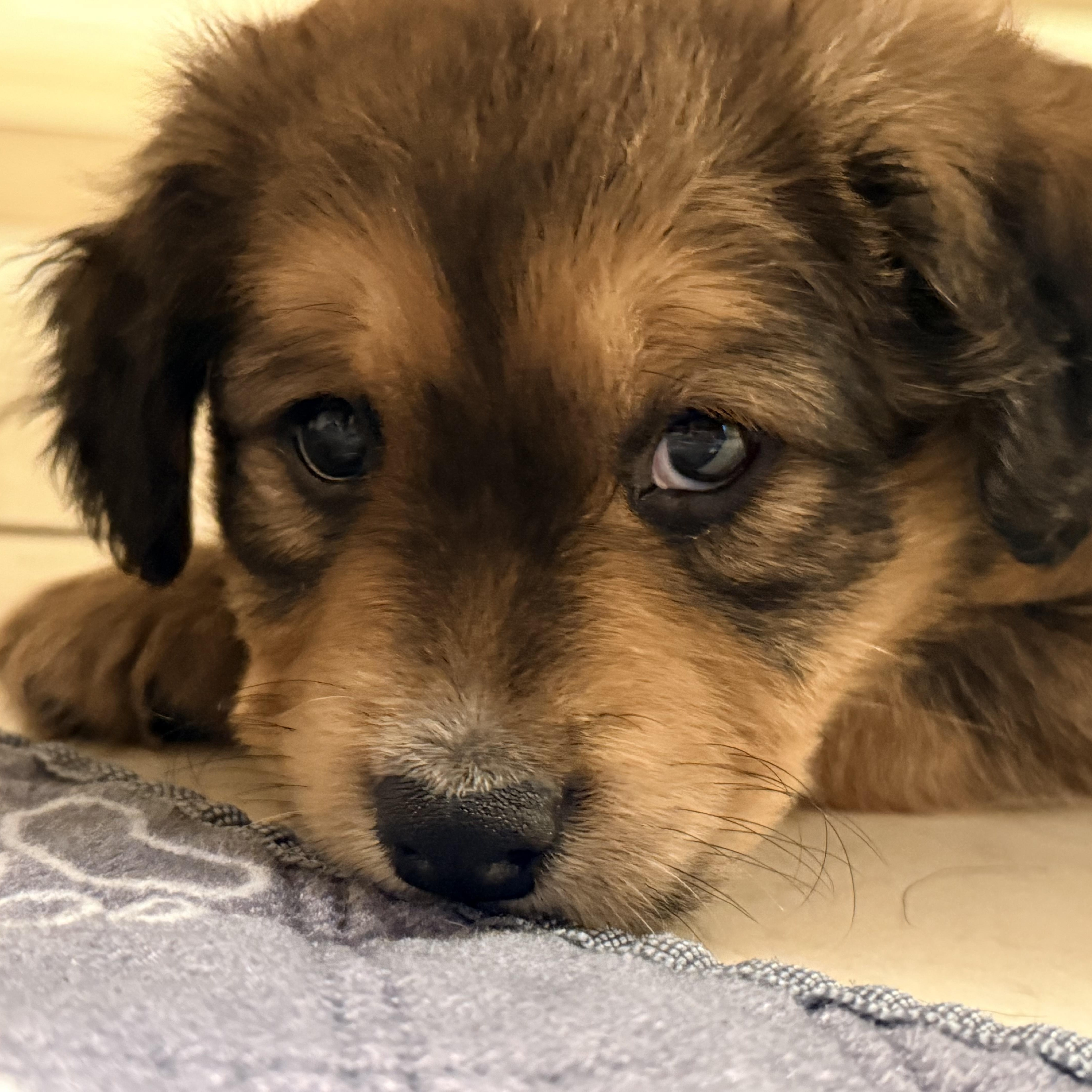 Sage — thumbnail 5