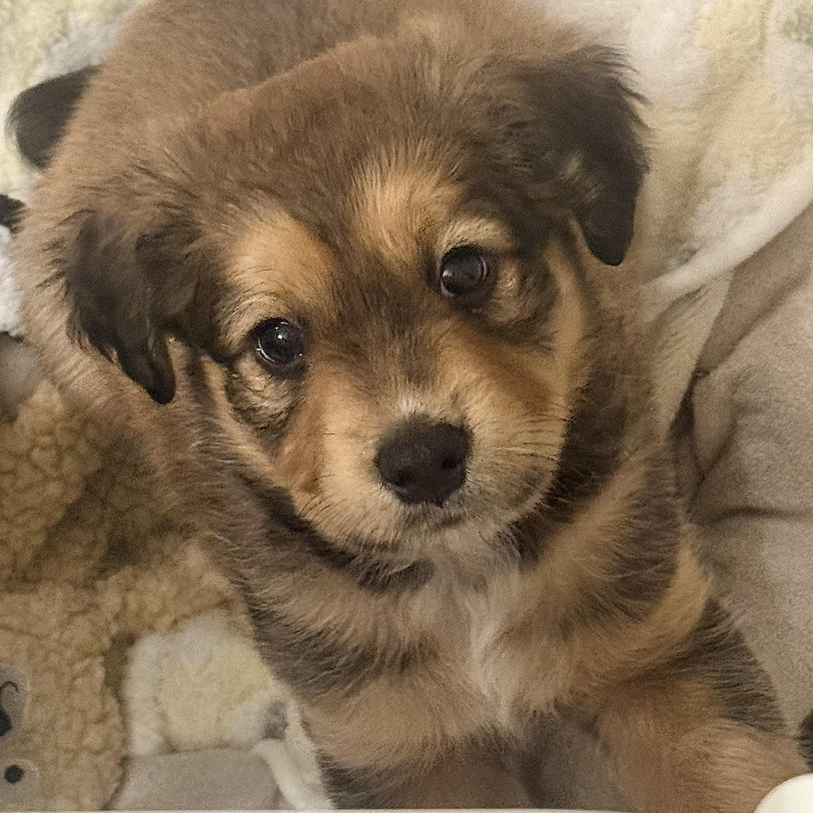 Sage — thumbnail 6