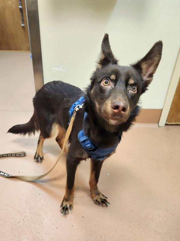 Dirk, Adoptable, Young Male Australian Kelpie.