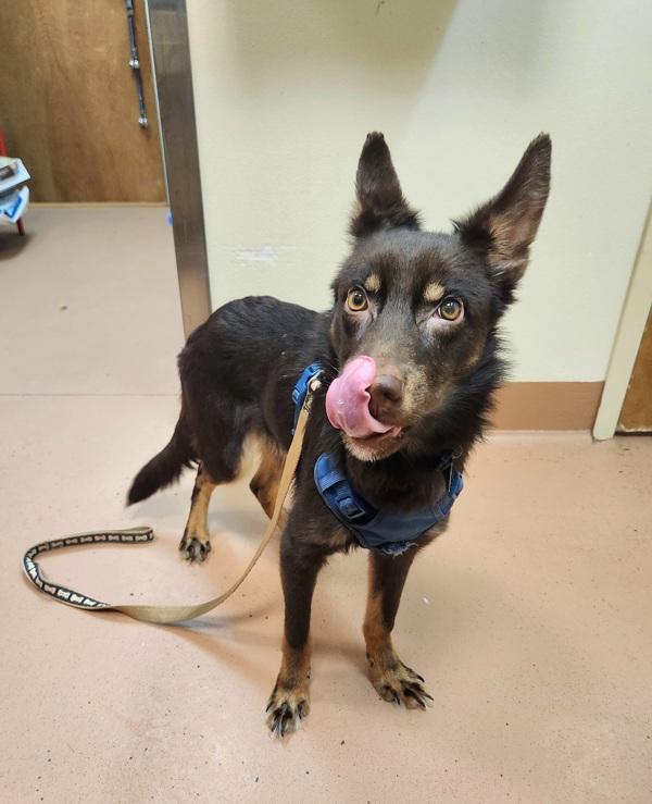 Enlarge Dirk, a Adoptable mixed breed in Kennewick, WA image 2/2