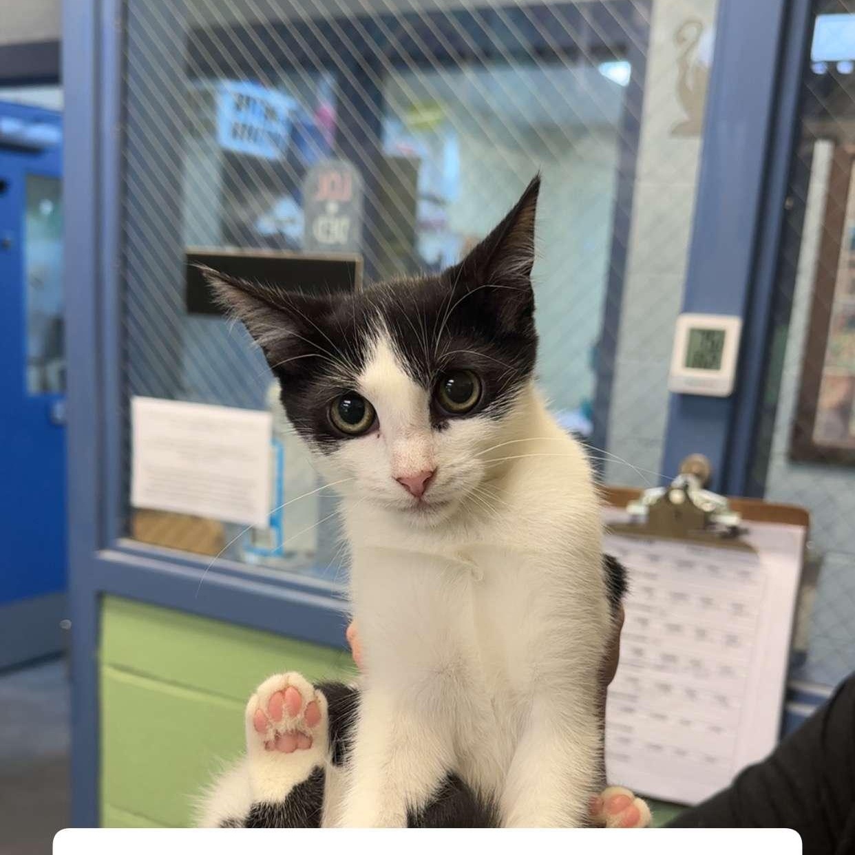 Enlarge Flo, a Adoptable Domestic Short Hair in Amherst, VA image 1/1