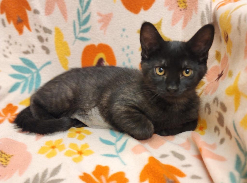 Shelby, Adoptable, Kitten Female Domestic Short Hair.