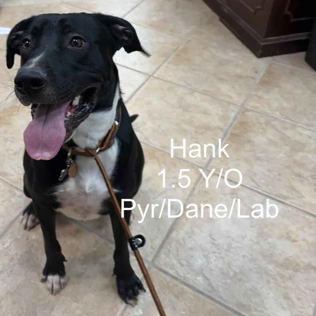 Enlarge Hank, a Adoptable mixed breed in Collinsville , OK image 1/2