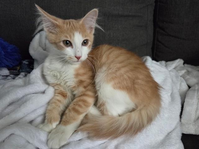 Enlarge CHERRY BLOSSOM, a Adoptable Domestic Short Hair in Fort Wayne, IN image 1/1