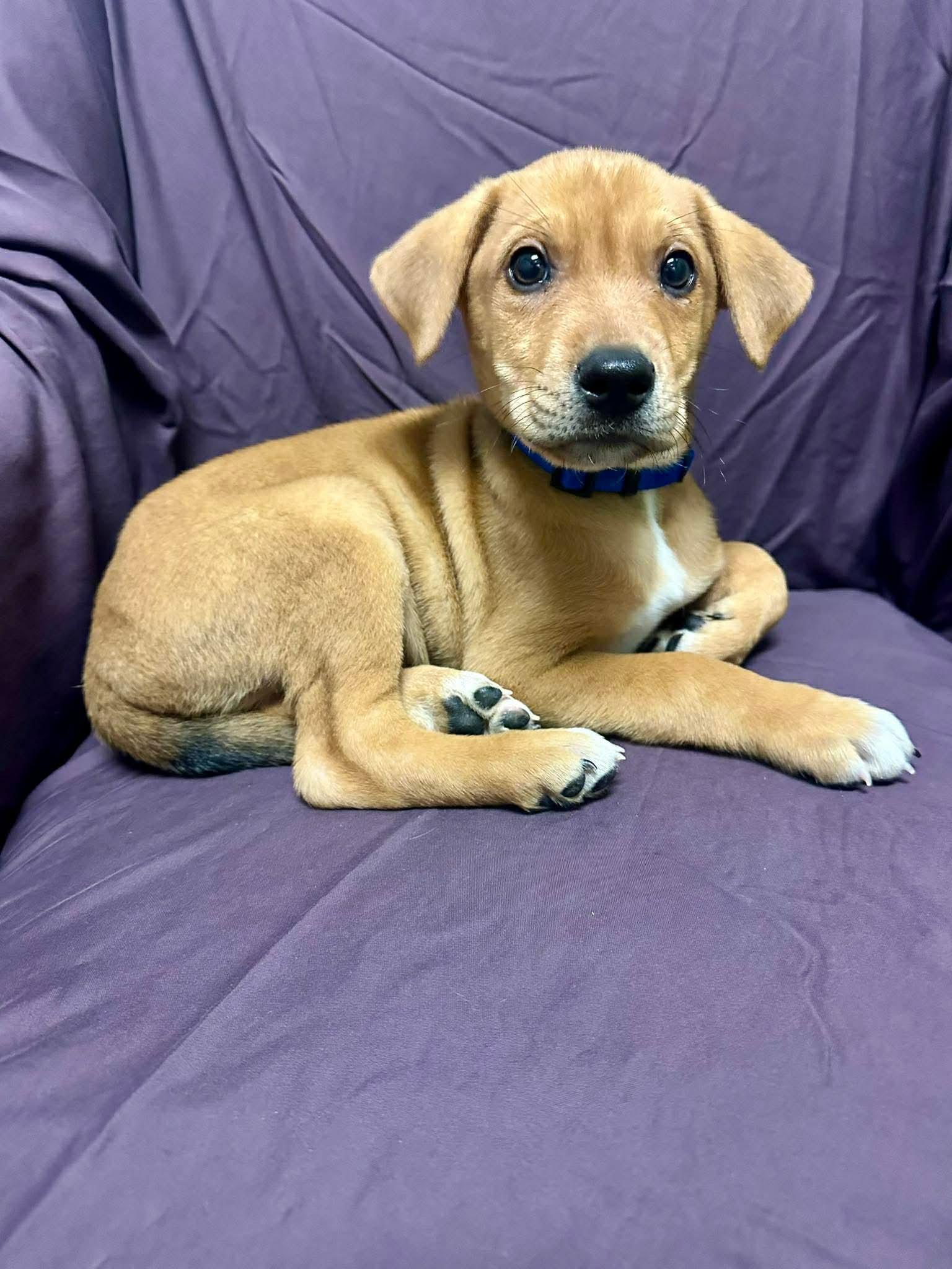 Enlarge Waylon Jennings, a ADOPTABLE mixed breed in Walker, LA image 2/3