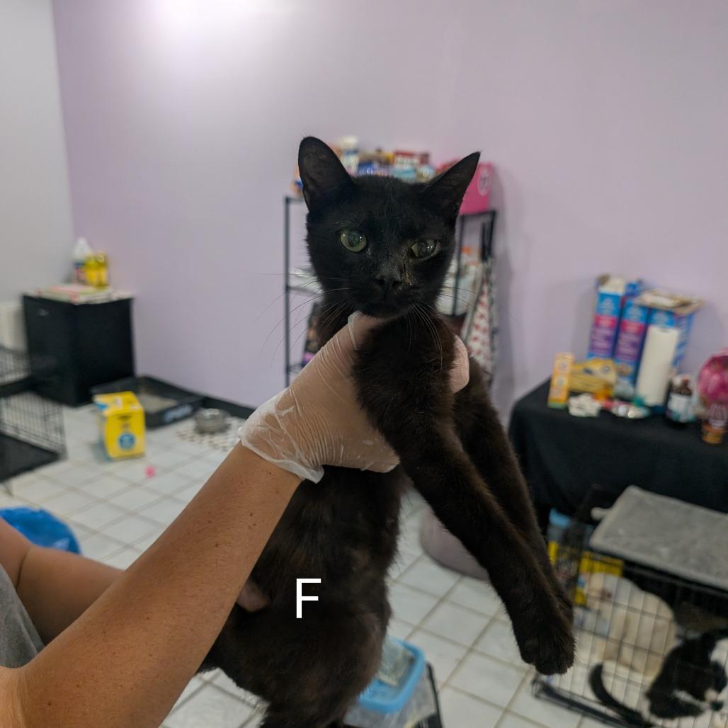 Enlarge Bee, a Adoptable Domestic Short Hair in West Plains, MO image 1/1