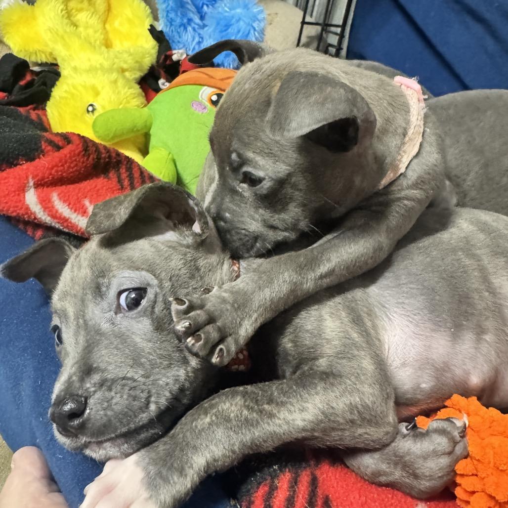 Theo, Adoptable, Puppy Male Pit Bull Terrier.