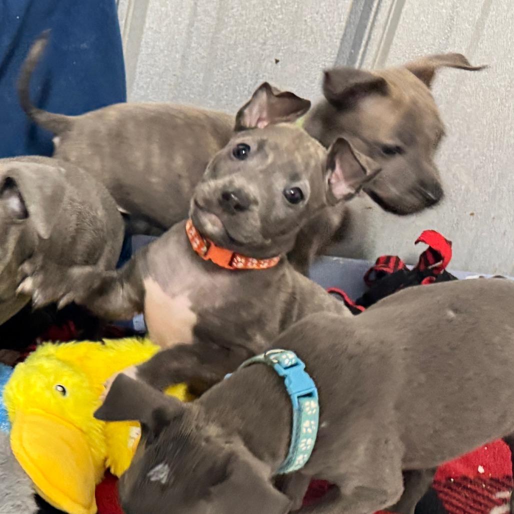 Enlarge Theo, a Adoptable Pit Bull Terrier in Pinson, TN image 2/5