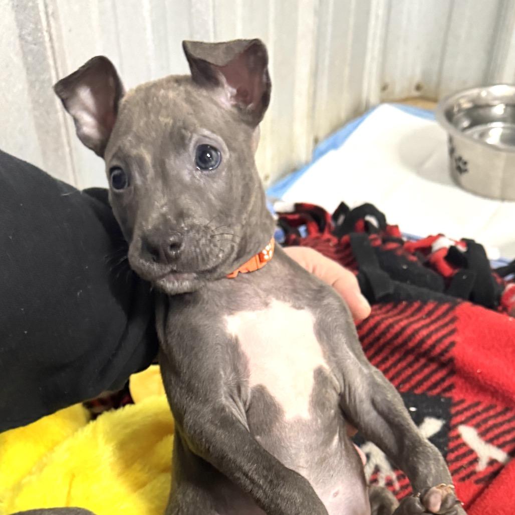 Enlarge Theo, a Adoptable Pit Bull Terrier in Pinson, TN image 3/5