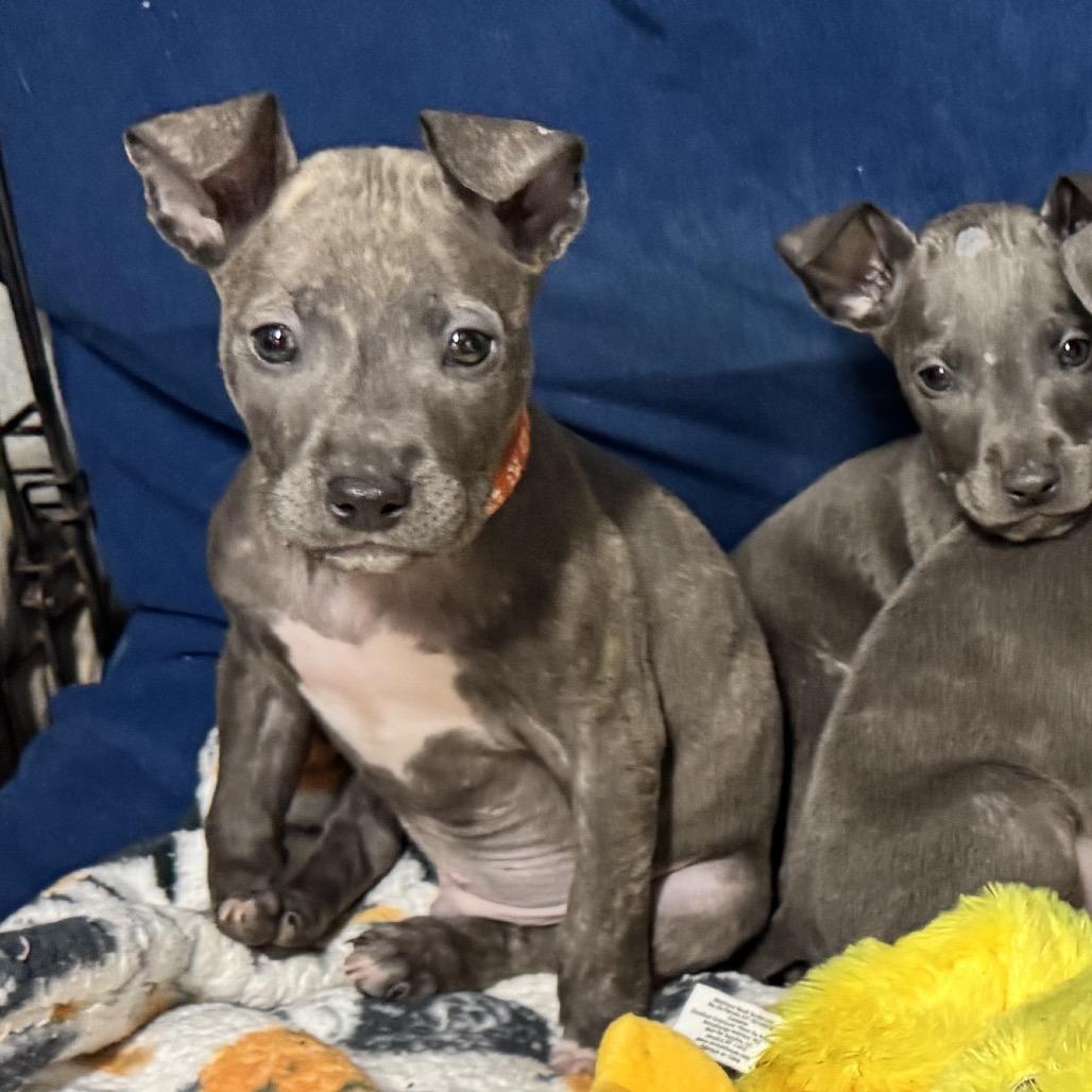 Enlarge Theo, a Adoptable Pit Bull Terrier in Pinson, TN image 4/5