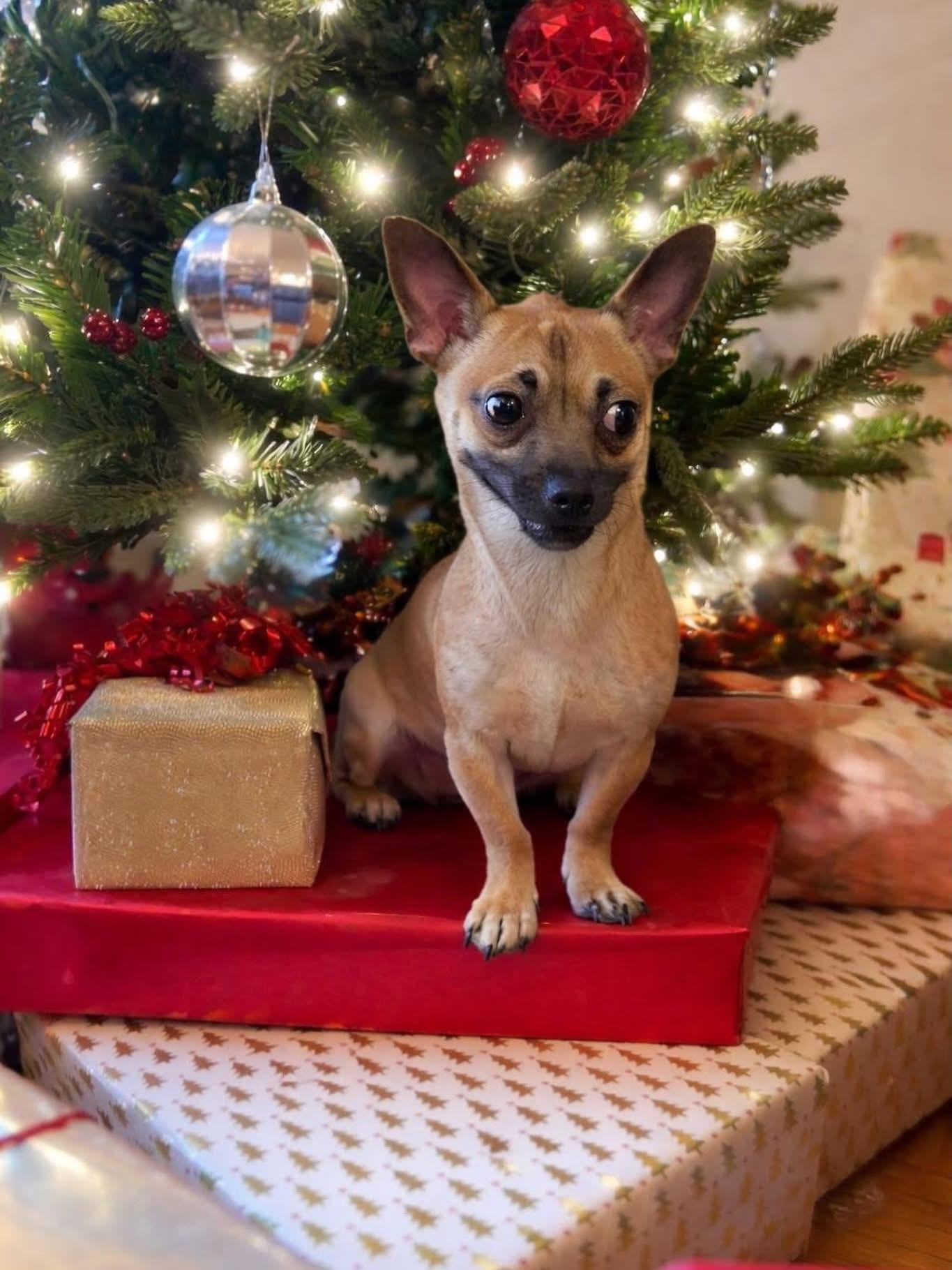 Pecan, ADOPTABLE, Adult Female Chihuahua.