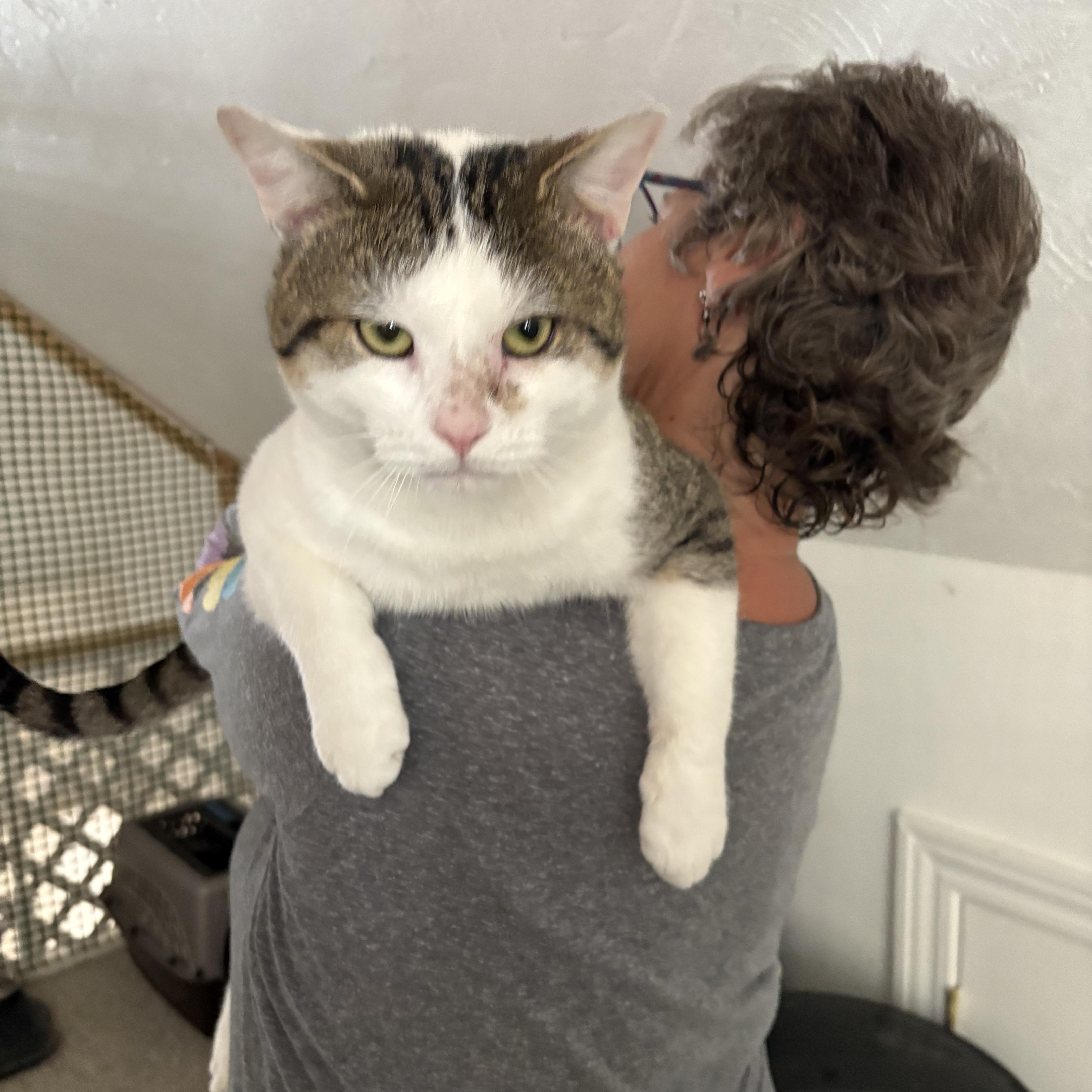 Bobby, ADOPTABLE, Adult Male Domestic Short Hair & Tabby.