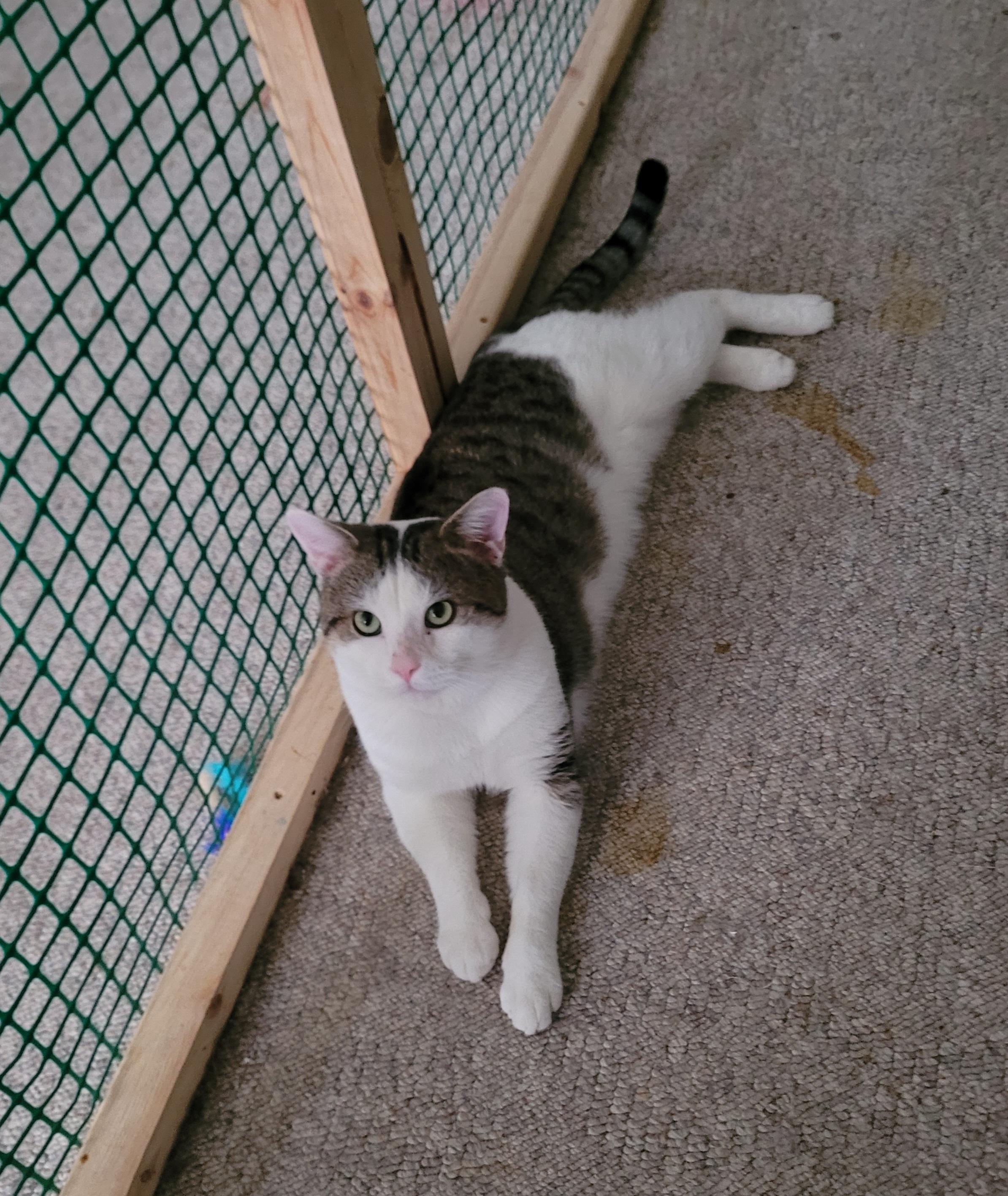 Enlarge Bobby, a ADOPTABLE mixed breed in Cleveland, OH image 2/5