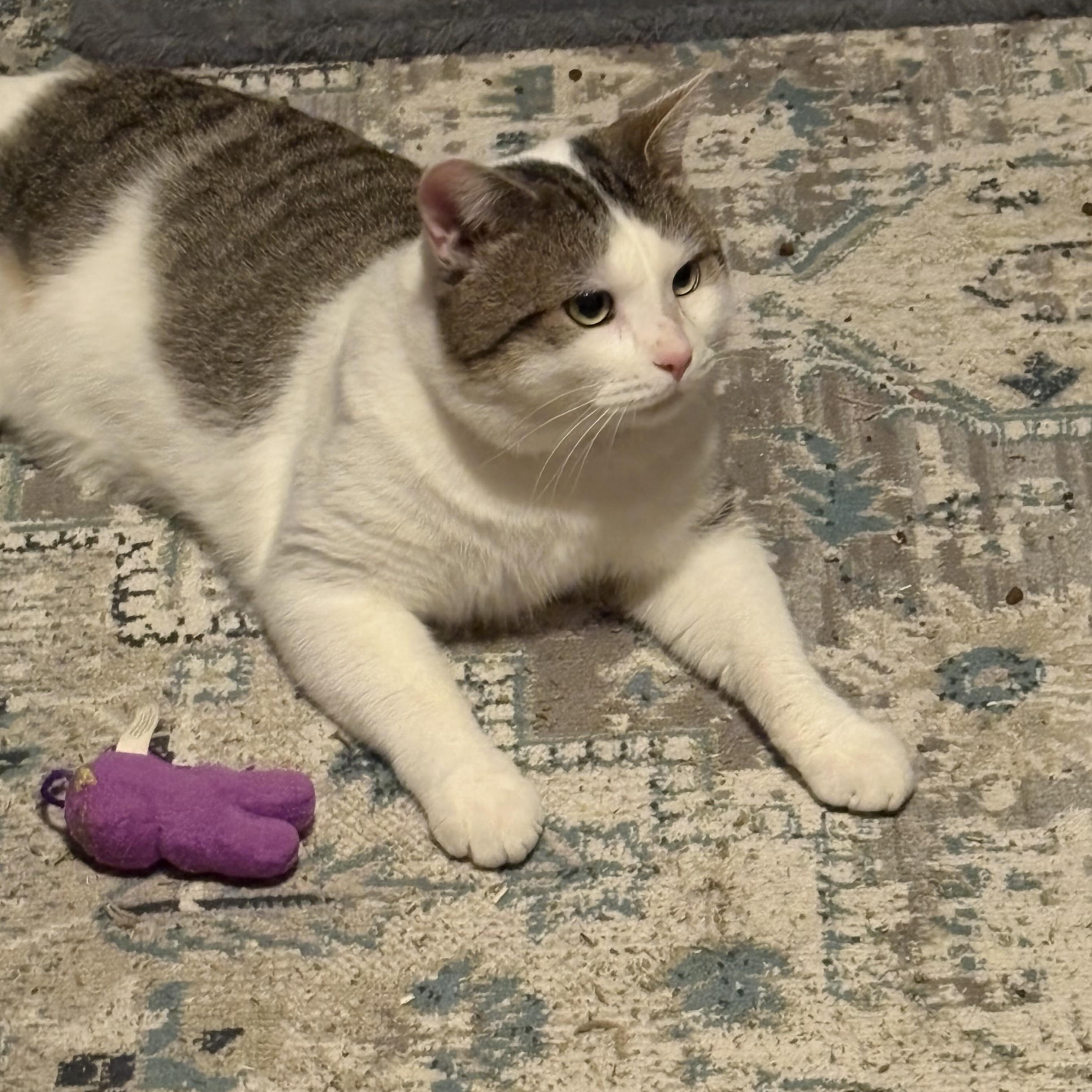 Enlarge Bobby, a ADOPTABLE mixed breed in Cleveland, OH image 3/5