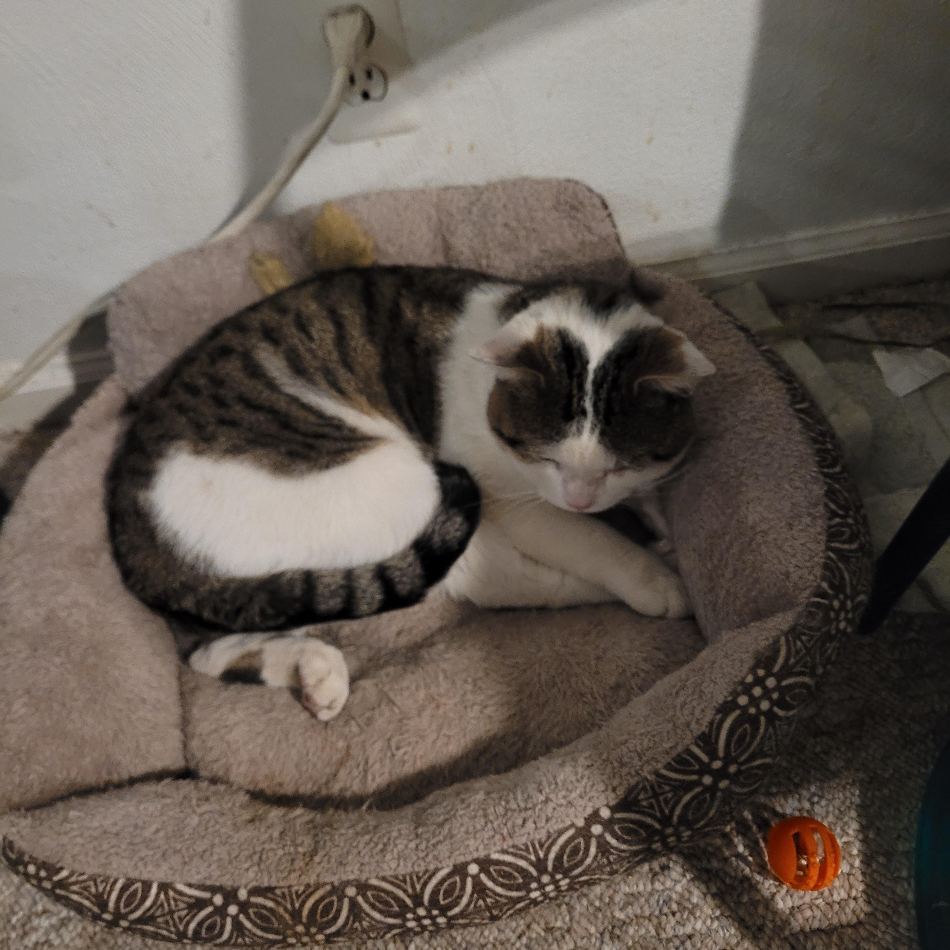 Enlarge Bobby, a ADOPTABLE mixed breed in Cleveland, OH image 4/5