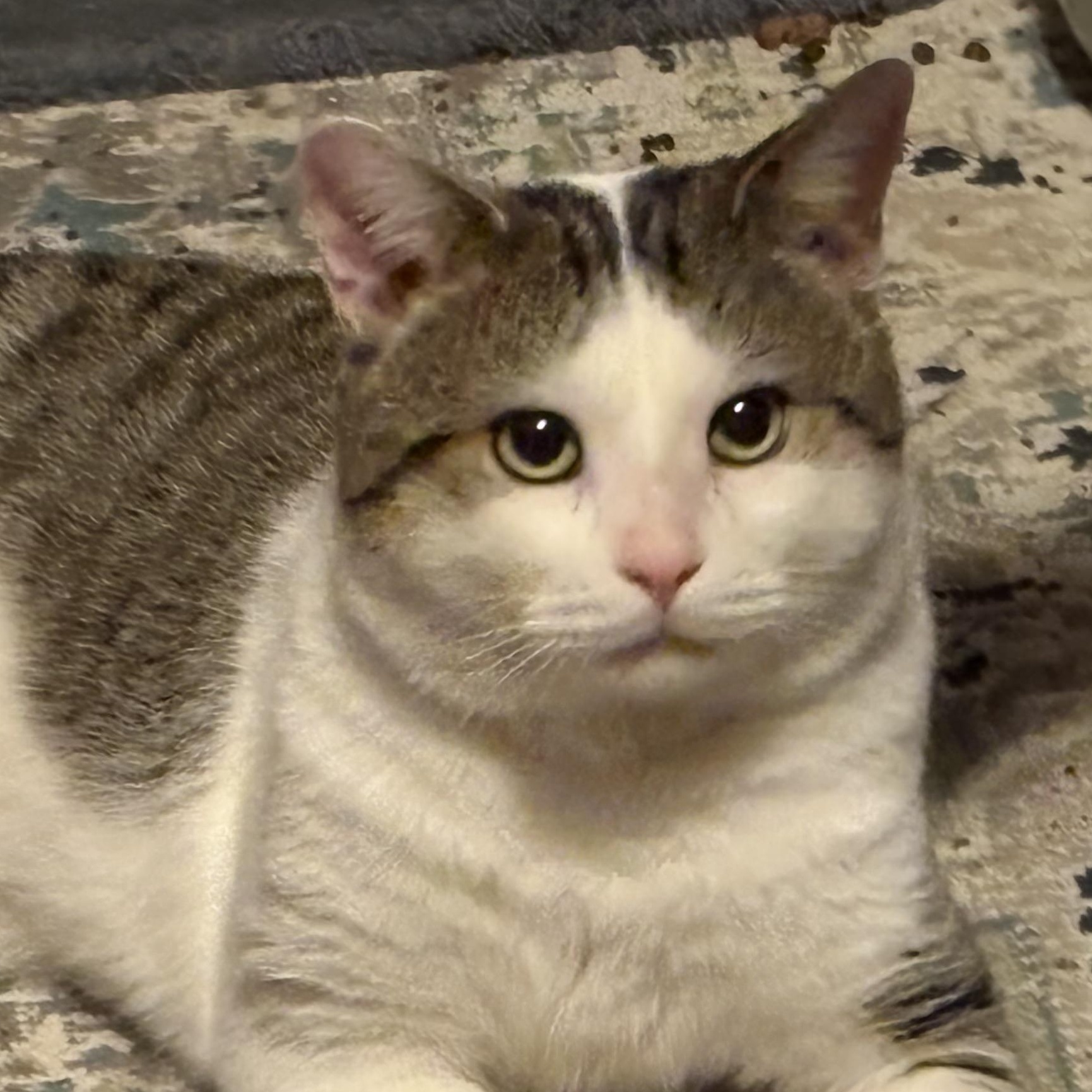 Enlarge Bobby, a ADOPTABLE mixed breed in Cleveland, OH image 5/5