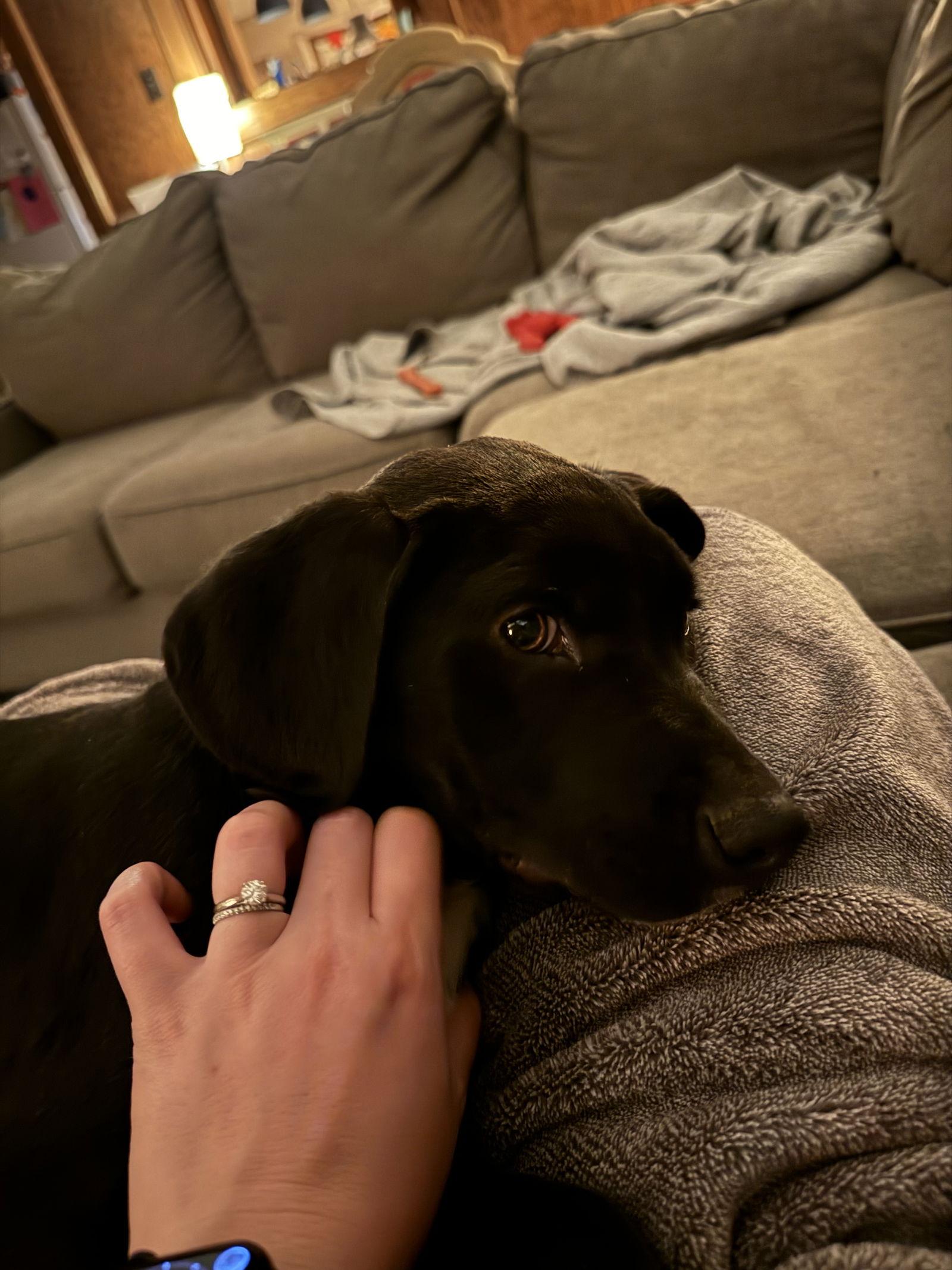 Enlarge Blossom, a Adoptable Labrador Retriever in Mobile, AL image 2/3