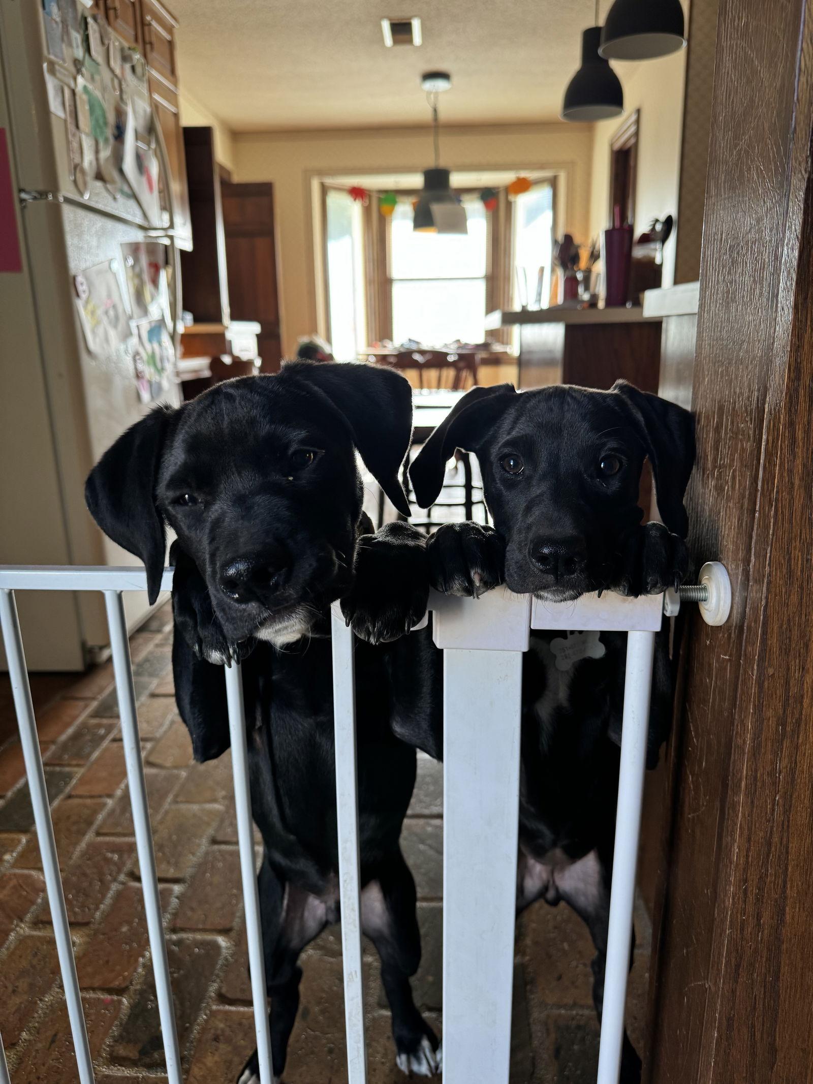 Enlarge Blossom, a Adoptable Labrador Retriever in Mobile, AL image 3/3