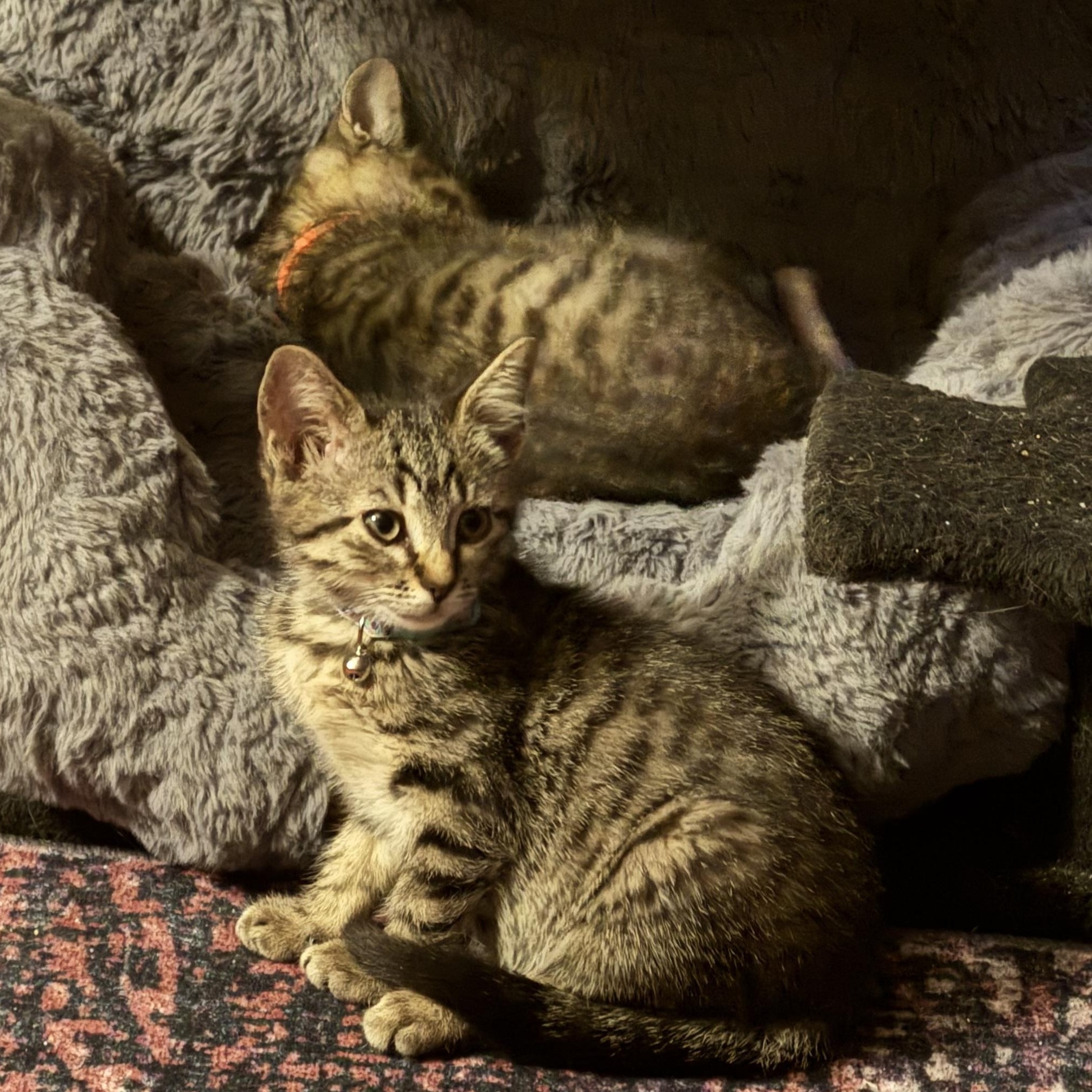 Enlarge Marina, a Adoptable mixed breed in Houston, TX image 3/4