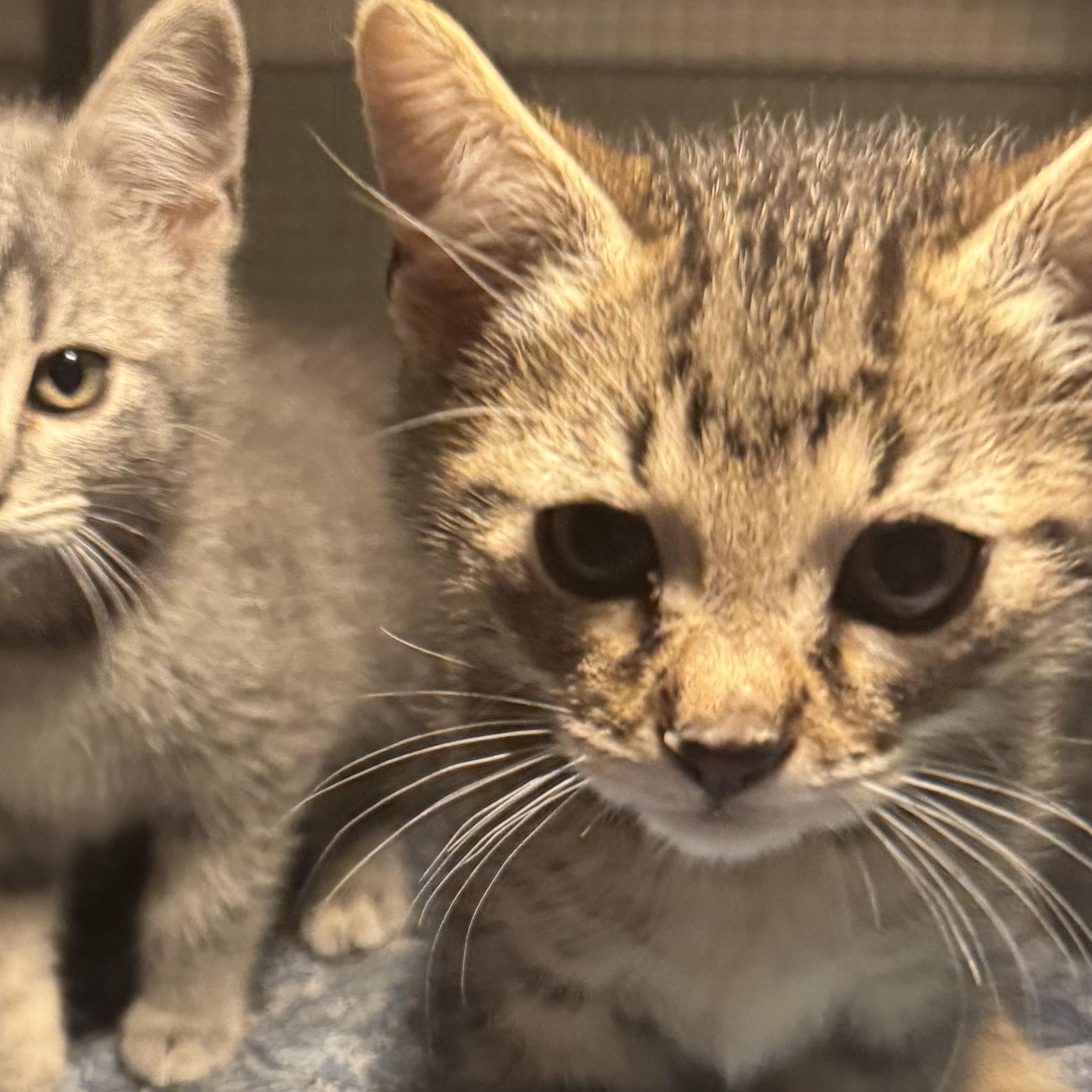 Enlarge Marina, a Adoptable mixed breed in Houston, TX image 2/4